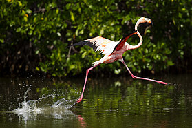 Freestyling Flamingo