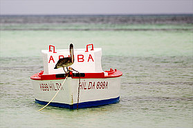 Pelican hanging out