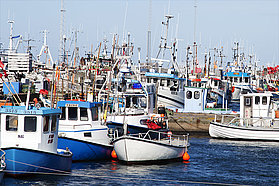 The local fishing fleet