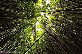 Bamboo looking up
