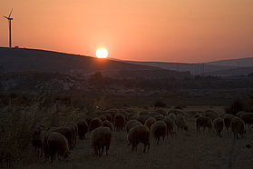 Sheep graze at sunrise