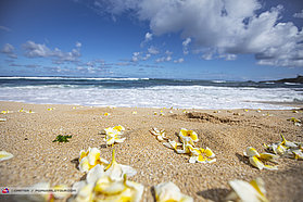 Aloha flowers