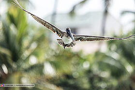 Morning wildlife 00986