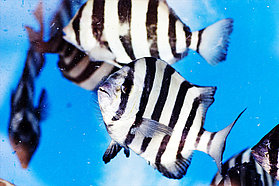 K12 ls Catch of the day Catch of the day