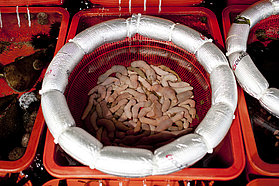 K12 sl Local cuisine Local cuisine