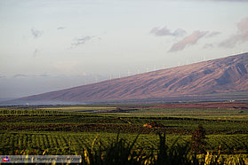 View over the Cane Fields