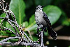 Morning wildlife 00982