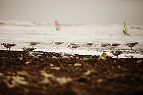 KM11 ls Seagulls Seagulls