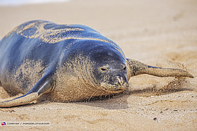 Monk seal