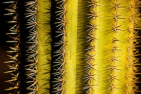 Fuerteventura cactus