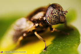 N13 ls Close up Close up