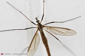 N13 ls Dragonfly Dragonfly