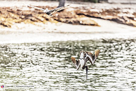 Morning wildlife 00984