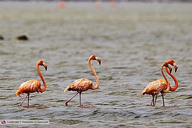 Pink flamingos here in Bonaire