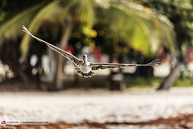 Morning wildlife 00985