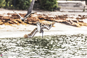 Morning wildlife 00983