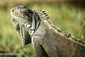 Local wildlife 00742