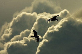 Seaguls in the clouds