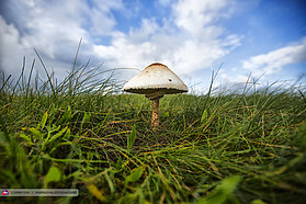 Danish Mushroom