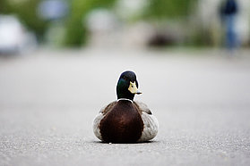 Its a ducks life!