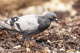 Finals day Moments 1980