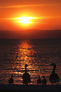 Ducks at sunset