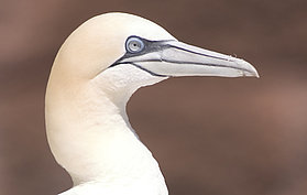 Rt gannet