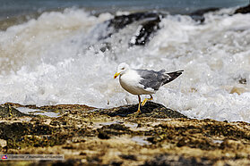 Seagulls 1044