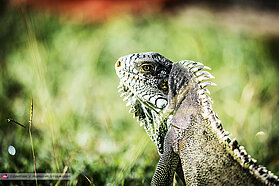 Local wildlife 00741