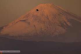 Mount Fuji 1260