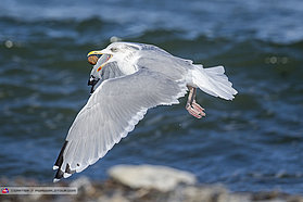 Seagull snack