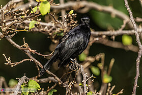 Morning wildlife 00981