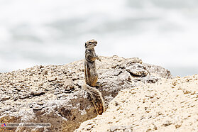 Checking the action 1731