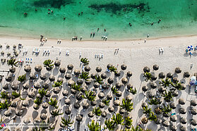 Aruba Palm trees 0054