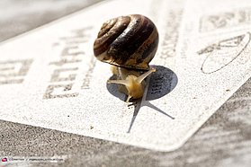 Snail takes a Stroll