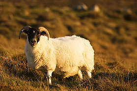 Local sheep keeps an eye on the proceedings