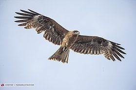 Eagle flyover