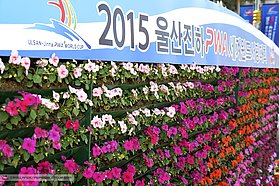 Korean wallflowers